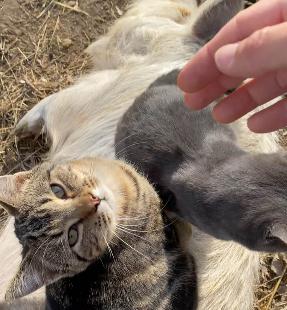 A heartwarming tale of a cat that enjoys massaging, caring for, and hugging the farm’s pigs, illustrating the unique and heartwarming relationships animals can form.