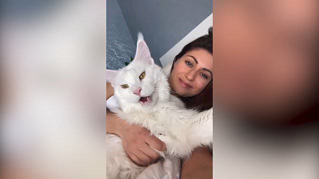 Meet the enormous Maine Coon cat who continues to grow, often mistaken for a dog due to his size, captivating everyone with his majestic presence.