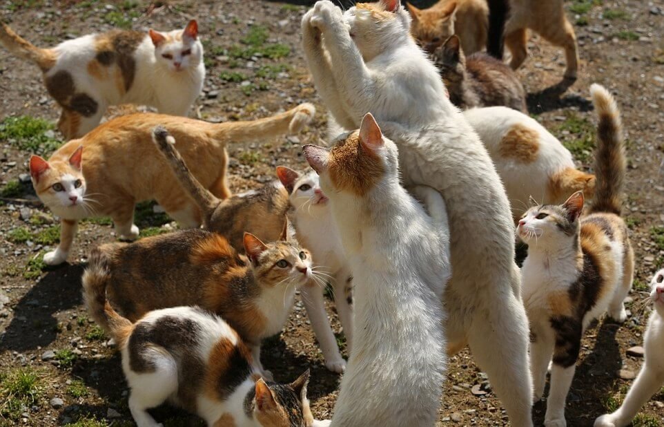 Découvrez l’île enchantée du Japon où les chats sont 6 fois plus nombreux que les humains.
