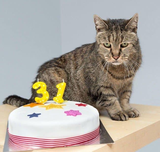 Bouleversant record félin : Le 31e anniversaire du chat le plus âgé du monde.
